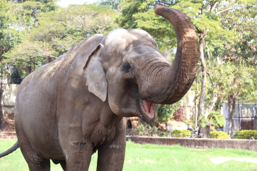 Sorocaba pode ficar sem Elefante no Zoológico Municipal 