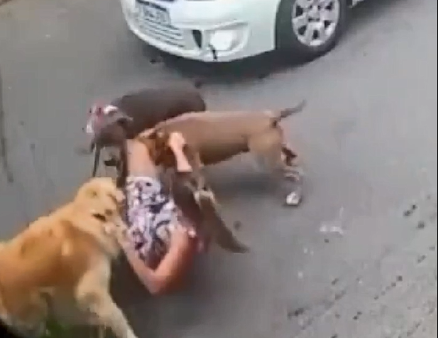 Grávida de 7 meses salva cão de ataque de 'pit monsters'