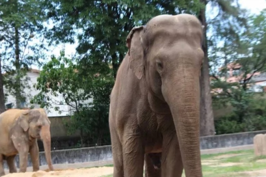 Artistas criam manifesto para transferir Sandro do Zoo de Sorocaba