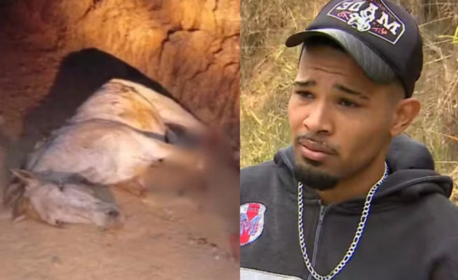 Entenda o caso do cavalo que teve suas patas mutiladas e chocou a web