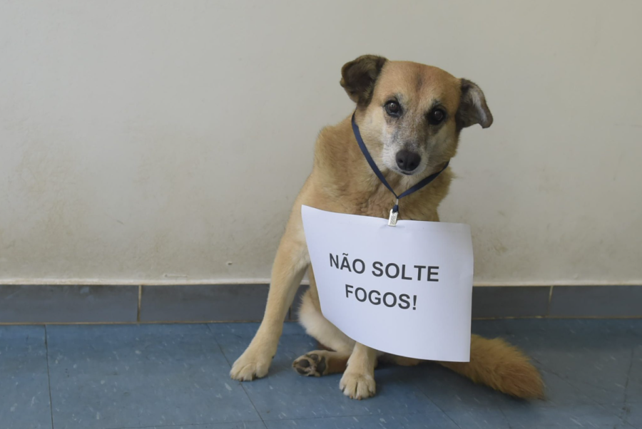 Fogos de artifícios com estampido são risco para animais e pessoas