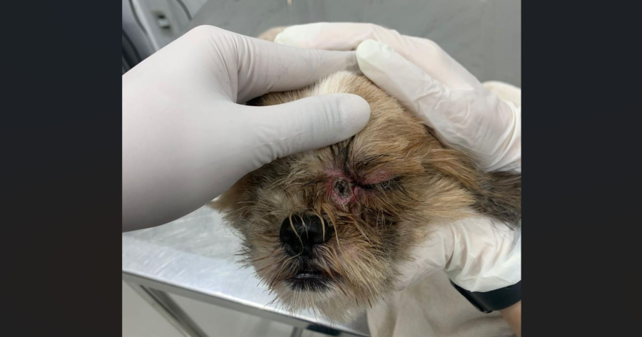 Polícia Civil autua mulher por maus-tratos a cachorro