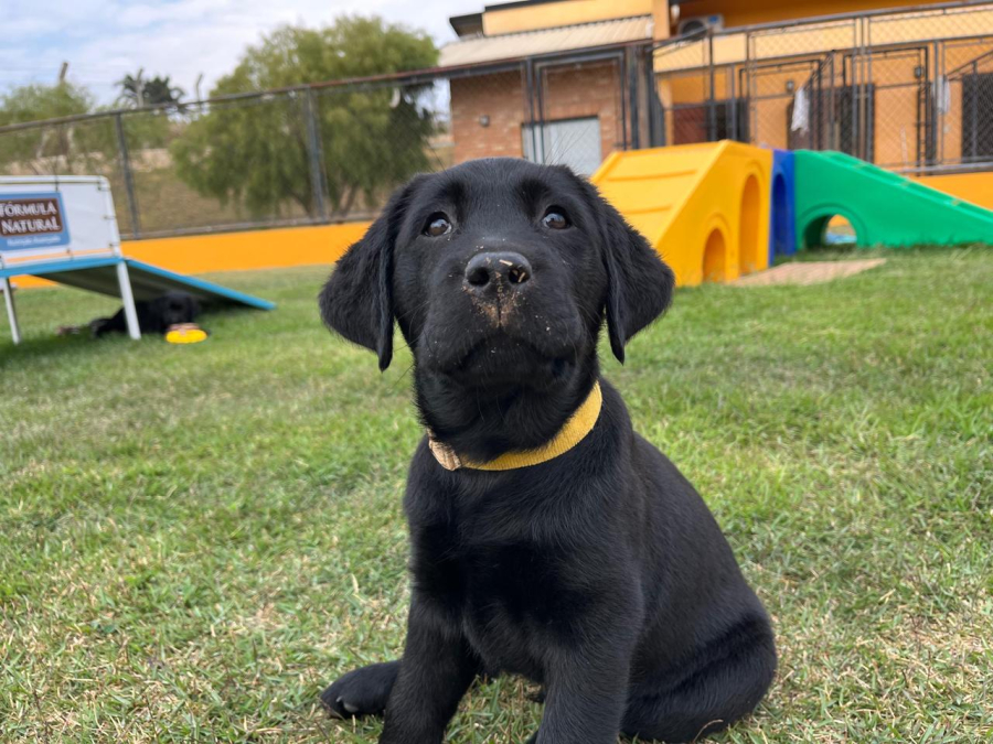 Famílias socializadoras: o primeiro passo para a formação de um cão de assistência  