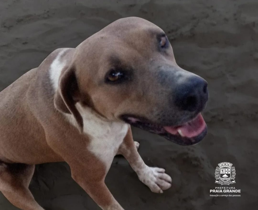Cadela é internada após ser esfaqueada em Praia Grande