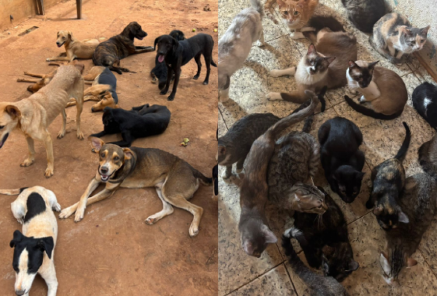 Casal que se apresentava como protetores de animais é preso por maus-tratos 