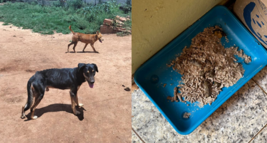 Protetores presos por maus-tratos pediam pix para 'cuidar' de animais