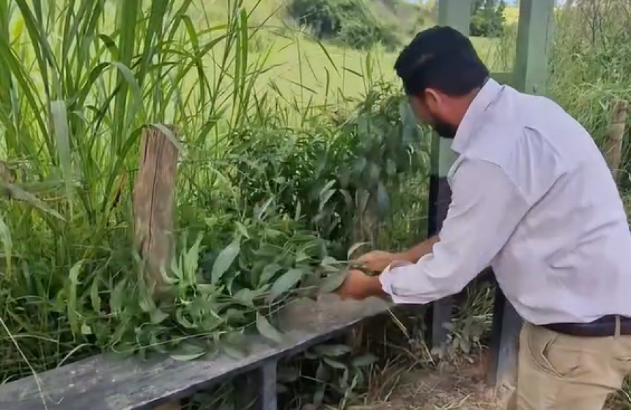 Vereador cansa de esperar e arranca mato alto com as mãos