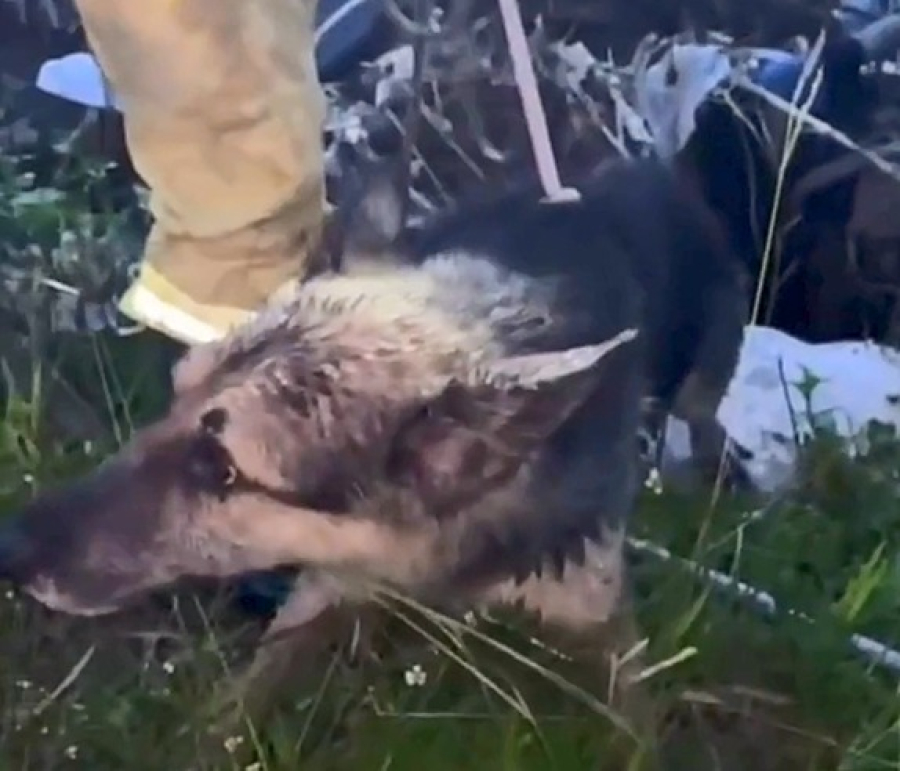 Cachorro preso em tubulação é resgatado pelo Corpo de Bombeiros em São Roque