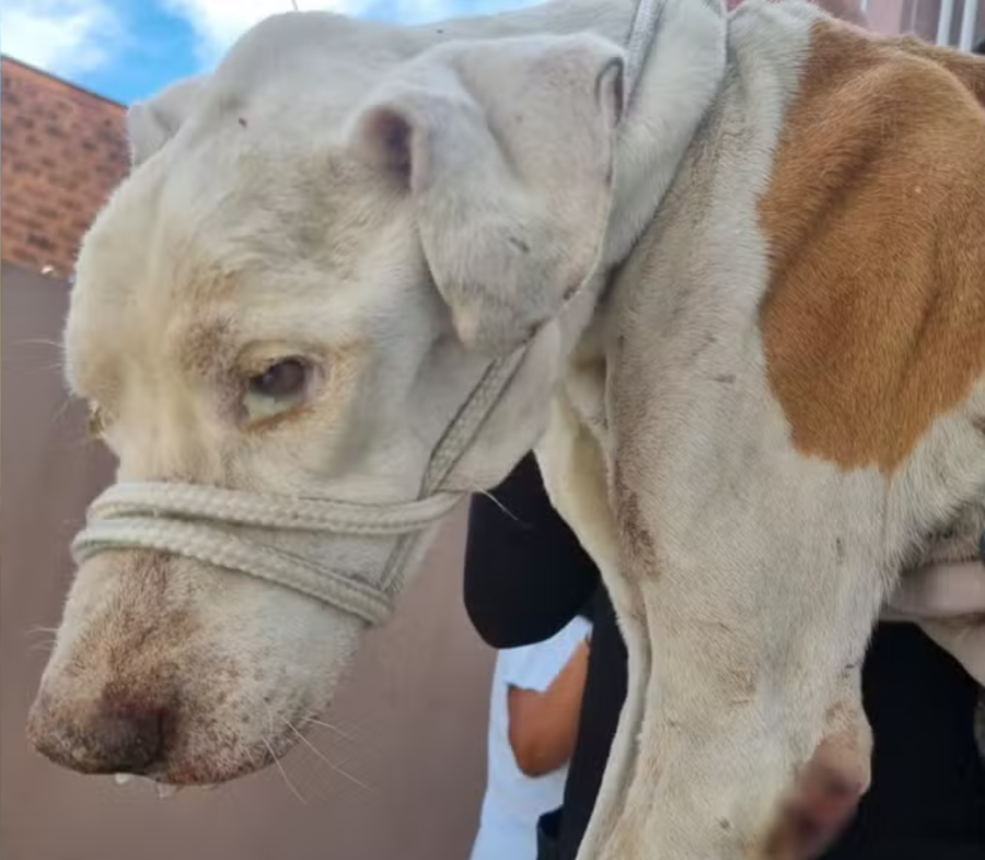 Maus-tratos em Sorocaba: homem deixa cão 15 dias sem comida e animal é eutanasiado