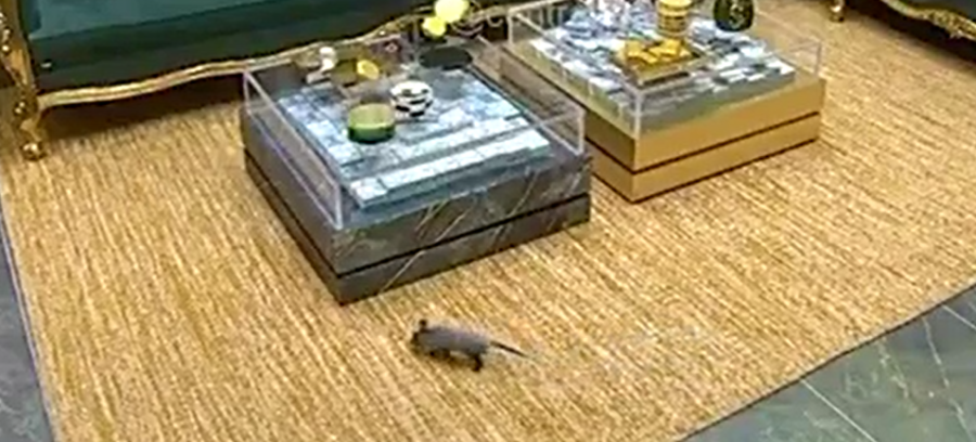 Gambá invade a casa do BBB 26 enquanto brothers festejam