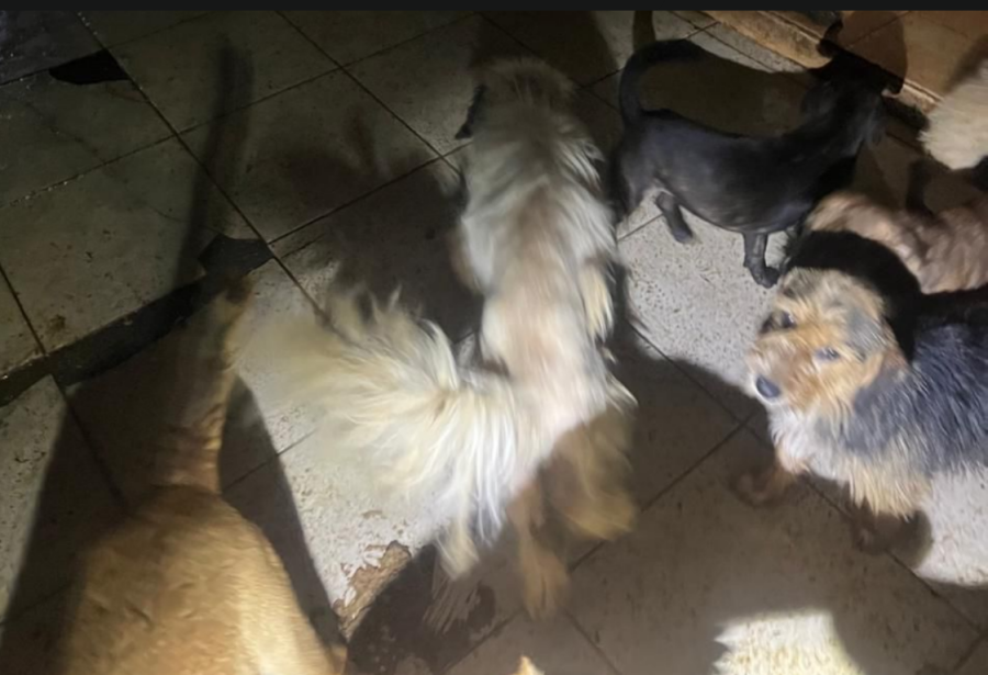 Polícia resgata 60 cães e prende homem por maus-tratos a animais em São Roque