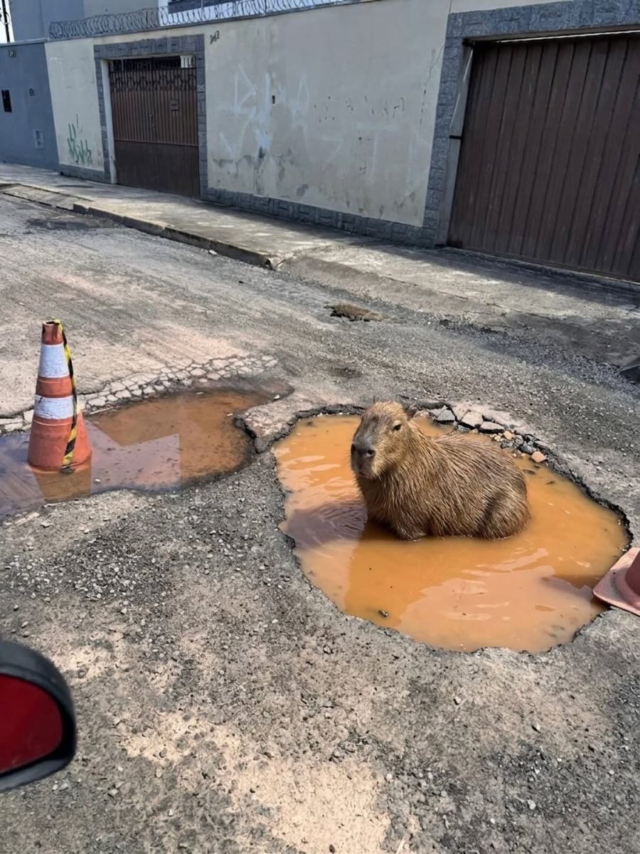 Capivara “fake” viraliza e leva prefeitura a tapar buraco em Itajubá