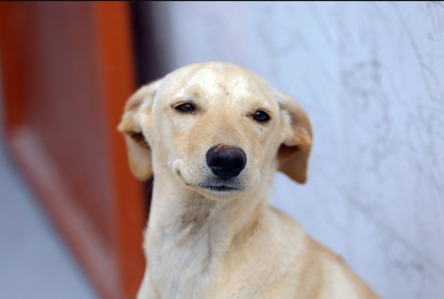 Lei define regras para a guarda compartilhada de pets