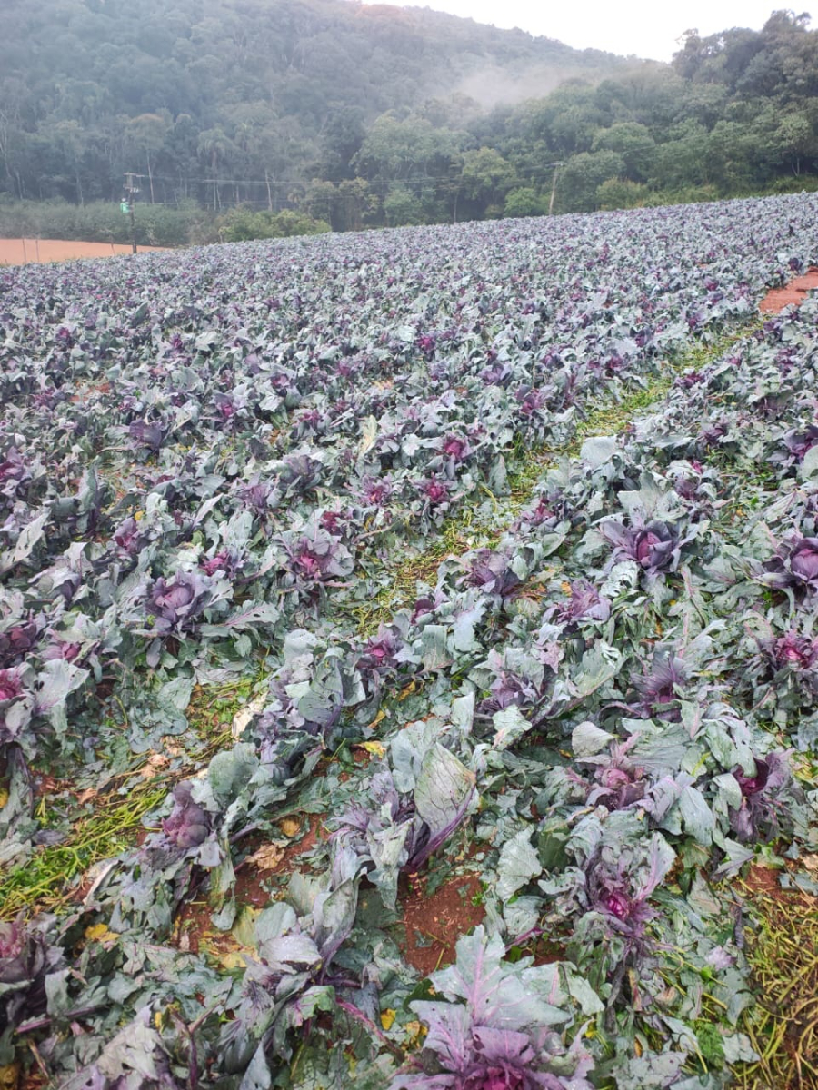 Piedade e Ibiúna recebem ajuda humanitária da Defesa Civil de SP