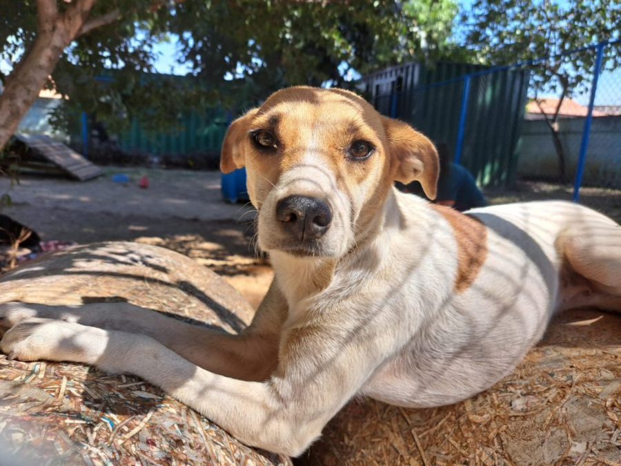 Evento de adoção de cães acontece no CEAGESP nesta sexta-feira
