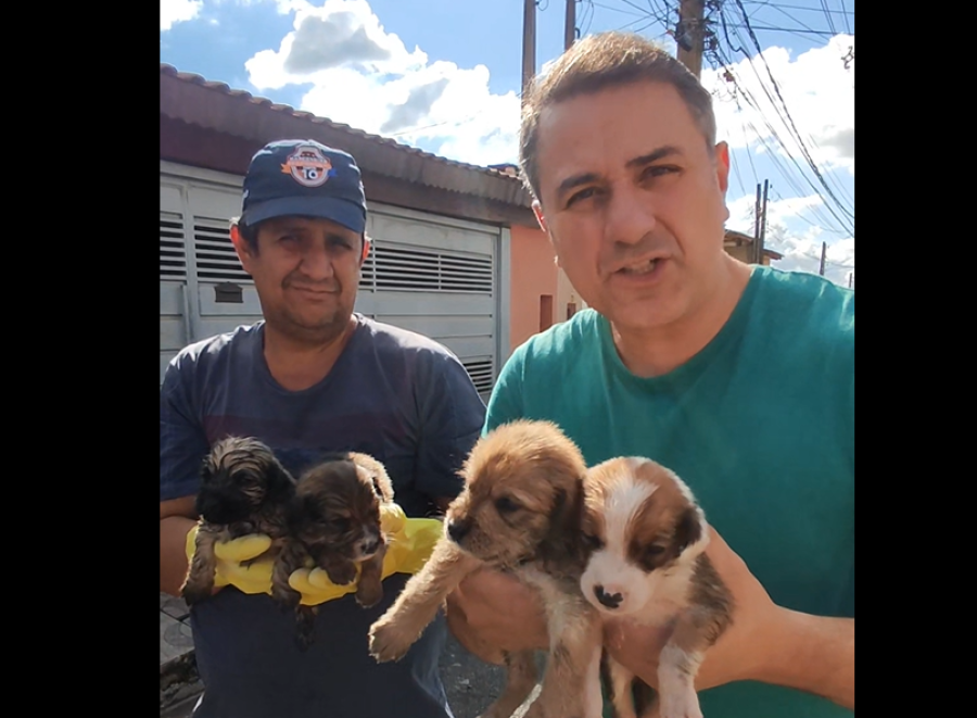 Quatro filhotes são resgatados de tubulação de esgoto em Votorantim