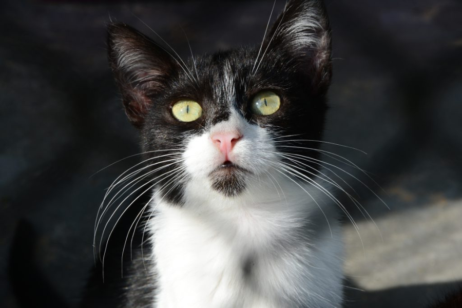 Moradores de Sorocaba já podem agendar castração gratuita de cães e gatos