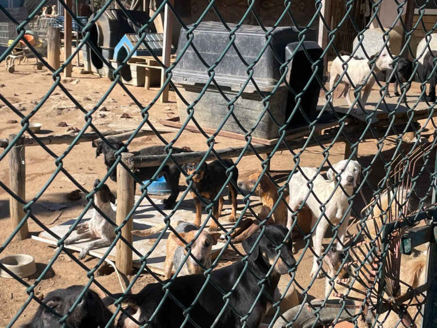 Vacinas vencidas e 250 animais: polícia faz operação em ONG de Sorocaba