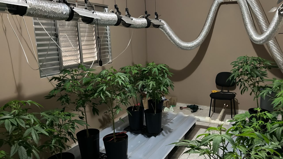Polícia Civil descobre plantação de maconha em casa em Sorocaba