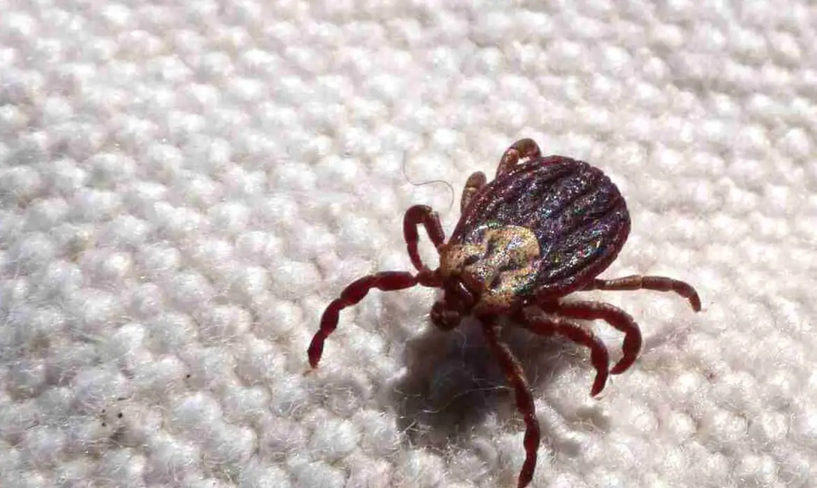 São Paulo registra 18 mortes por febre maculosa em 2026