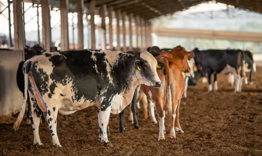 UE suspende carnes brasileiras e bloqueio pode afetar US$ 2 bilhões por ano