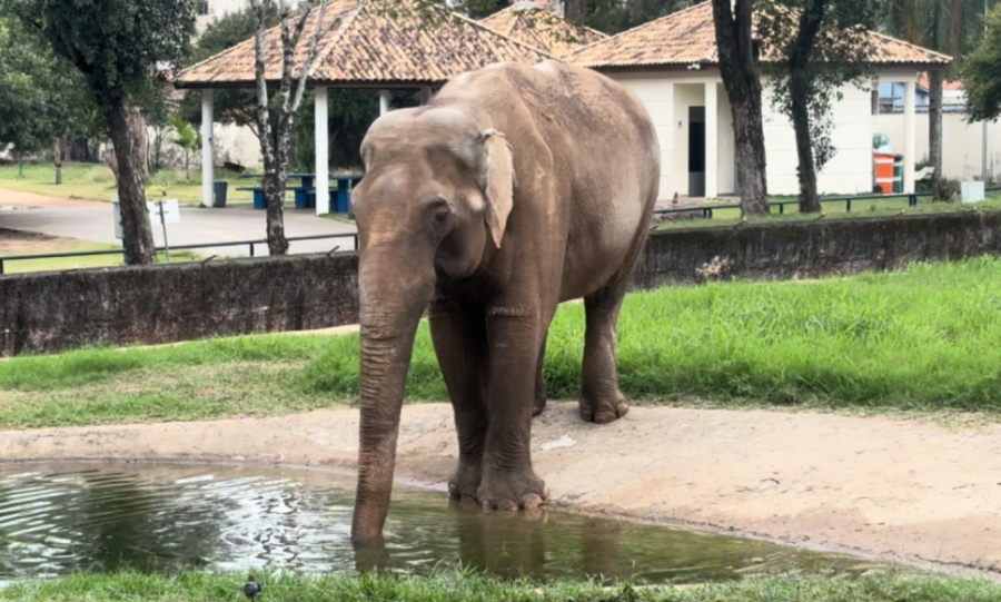 Após protestos e disputa judicial, elefante Sandro deixa Sorocaba rumo a santuário em MT