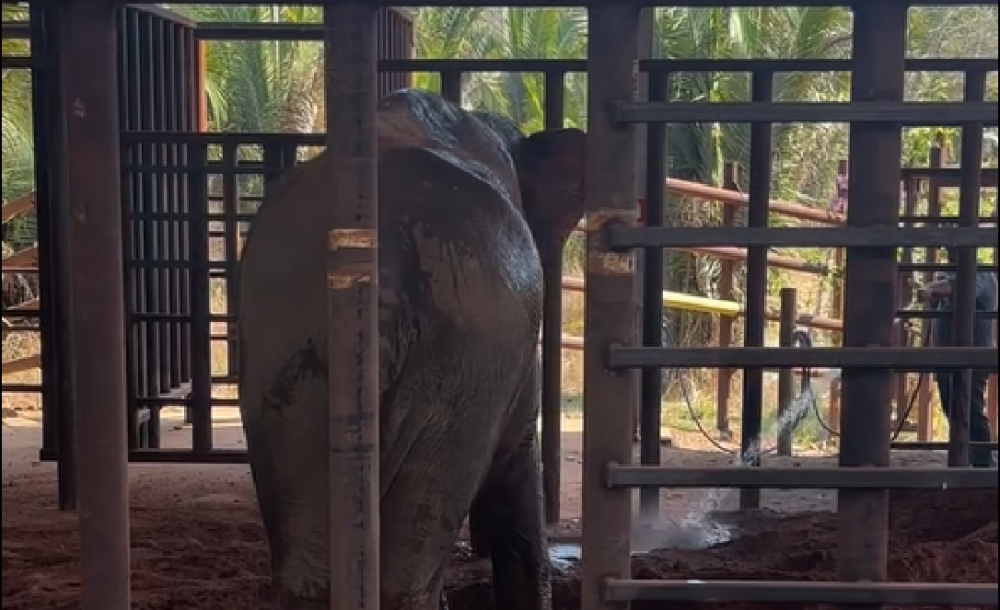 Sandro amanhece em santuário brincando de fazer lama