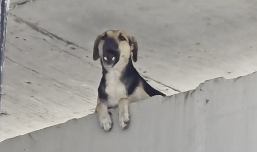 Cachorro é resgatado por bombeiros em Salvador